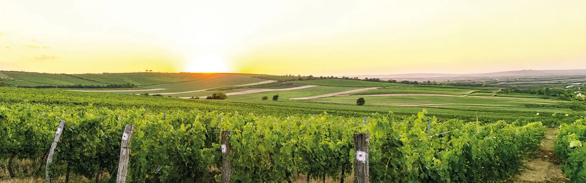 Weine des Jahres 2026